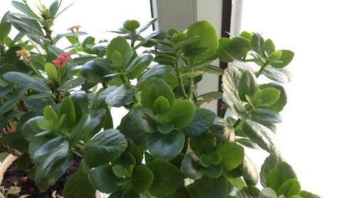 长寿花过冬指南：室外放养无虞