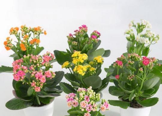 长寿花的阳光习性（为什么长寿花喜欢阴凉）
