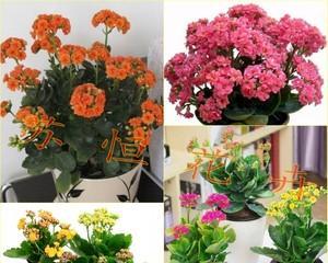 长寿花盆栽养殖技巧（打造长寿花盆栽的绿色植物空间）
