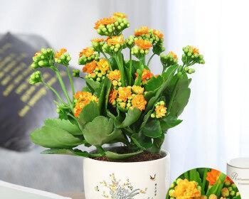 长寿花盆栽养殖技巧（打造长寿花盆栽的绿色植物空间）