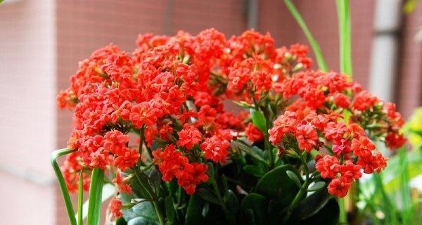 长寿花，传承千年的寿命之花（形态特异）