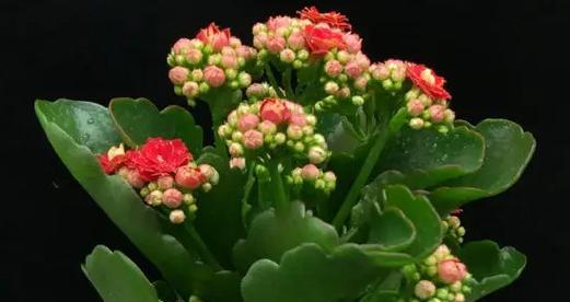 长寿花，传承千年的寿命之花（形态特异）