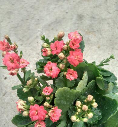 长寿花不仅四季开花，还拥有令人惊叹的生命力（长寿花的开花特点和生命力解析）