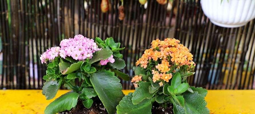 长寿花种植与土壤选择（长寿花的土壤要求及肥料管理）