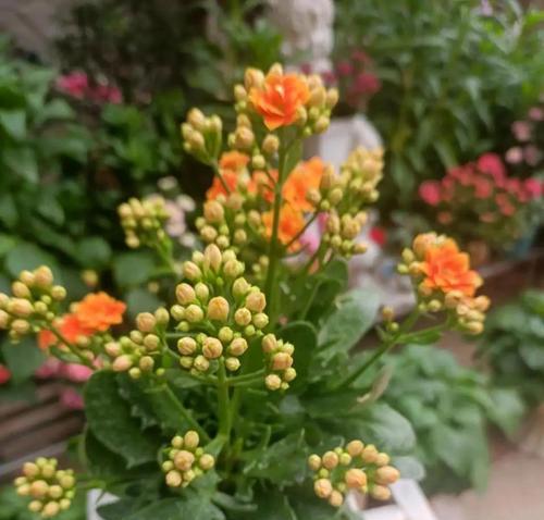 长寿花的种植与养护（适合室内还是室外）