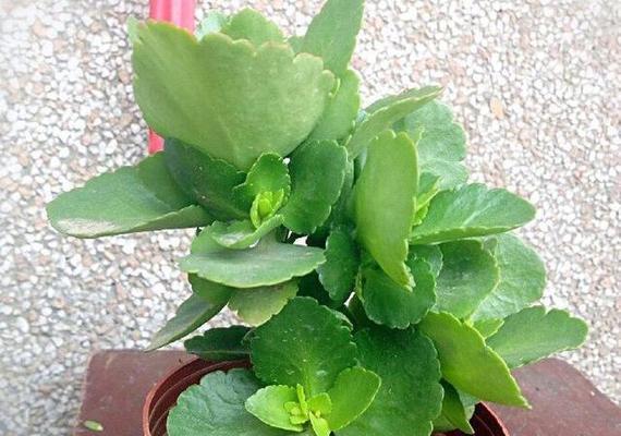 长寿花施肥全攻略（喜肥有诀窍）