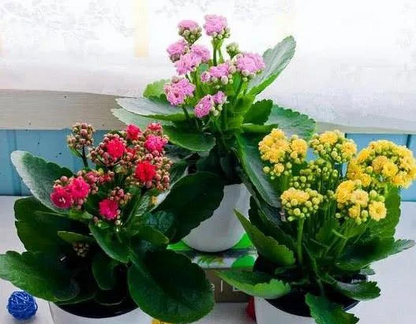 长寿花夏季浇水方法（夏季浇水时间）