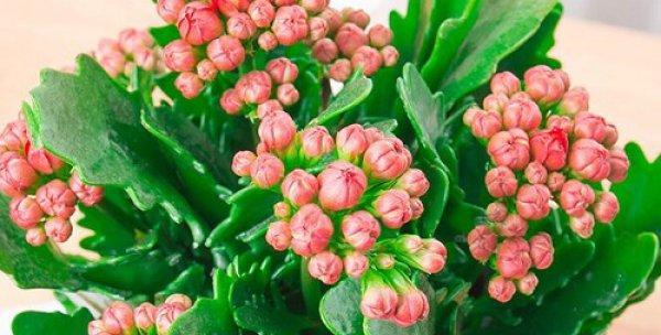 长寿花肥料选择指南（选对肥料）