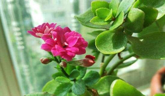 长寿花养护指南（多久浇一次水）