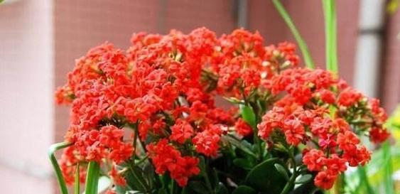 长寿花的养护要点（晒太阳是关键）