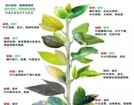 长寿花叶片发黄原因和处理方法（长寿花为什么会叶片发黄）