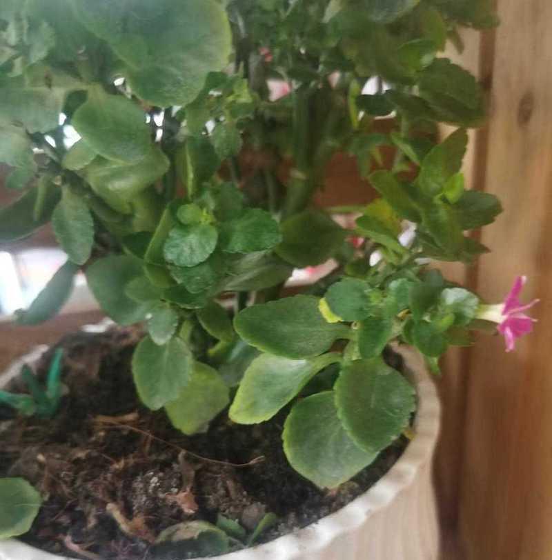 长寿花叶子发黄如何护理（教你轻松解决叶子发黄难题）