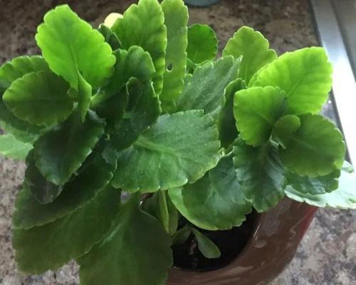 长寿花叶子发蔫的原因及补救方法（如何避免长寿花叶子发蔫）