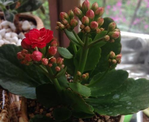 长寿花叶子发蔫的原因及补救方法（如何避免长寿花叶子发蔫）