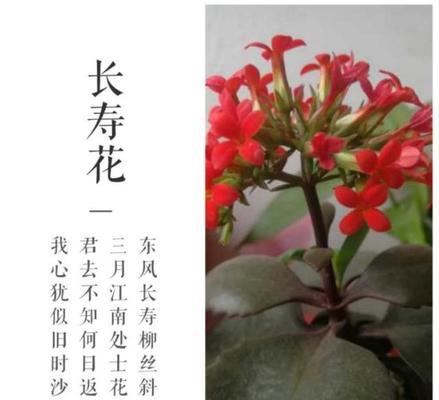 长寿花一年开几次花（探究长寿花开花周期的秘密）