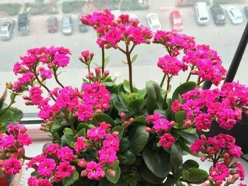 长寿花的毒性与室内养护方法（长寿花的毒性来自何处）