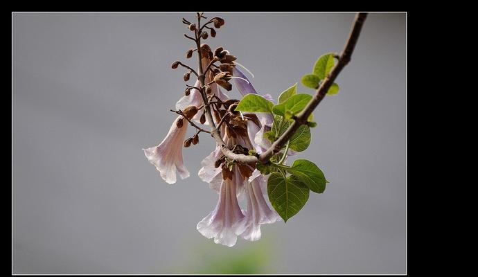 梧桐花的意义及象征（美丽绽放的生命之花）