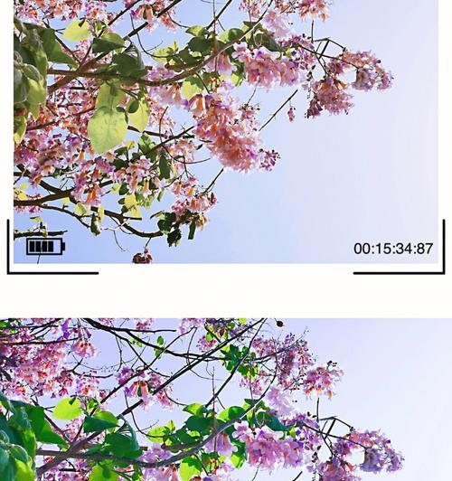 梧桐花的寓意与营养价值（探索梧桐花的文化内涵和健康益处）