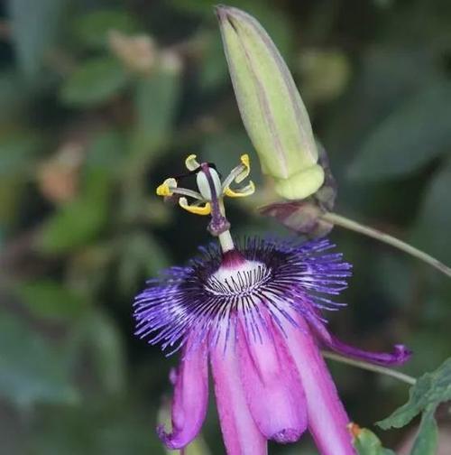 以西番莲（花开花落）