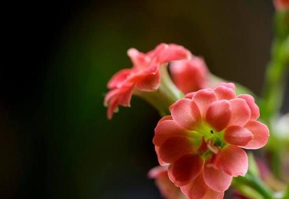 夏日花卉盛放的美丽季节（探索夏天花卉的绚丽色彩与芳香魅力）