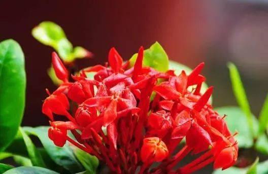 神秘传说与美丽花语——以仙丹花的故事为主题（探索仙丹花的传说）