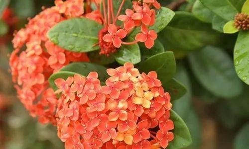 神秘传说与美丽花语——以仙丹花的故事为主题（探索仙丹花的传说）