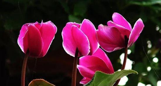 以仙客来花语和寓意（探寻仙客来花语与寓意的奥秘）