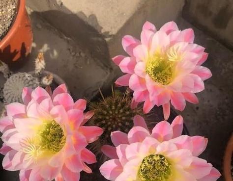 仙人球白花盛放的美丽与寓意（探秘仙人球白花的纯洁之美）