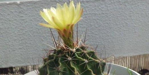 仙人球开花的预示意义（探寻仙人球开花背后的吉祥寓意）