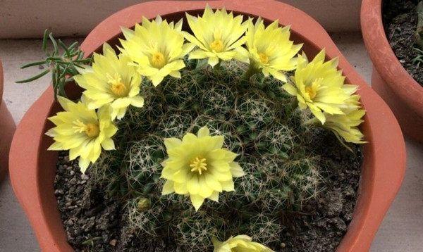 仙人球开花的预示意义（探寻仙人球开花背后的吉祥寓意）