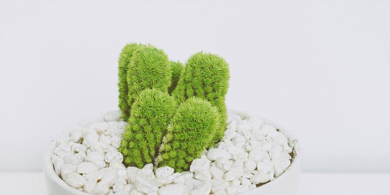 仙人掌与生肖——以仙人掌代表的生肖为主题的探讨（仙人掌）