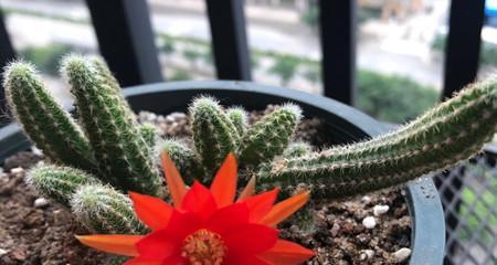 仙人指的花语和寓意（探索仙人指的花语及其传递的深刻内涵）