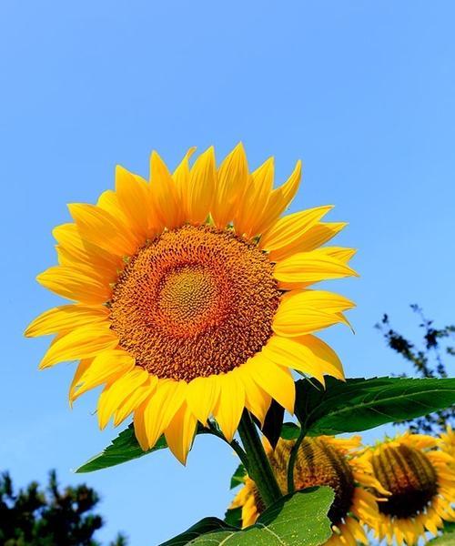 以向日葵代表什么生肖（探索向日葵与生肖的关联）