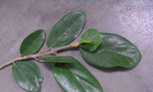 自信之花（盛开自立、傲然向上）