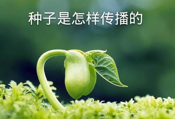 清正廉洁的象征植物——探索高尚品德的自然之道（以植物为镜）
