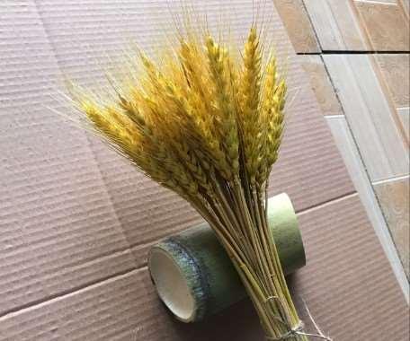 小麦，生肖之谜（探索生肖中小麦的象征意义）
