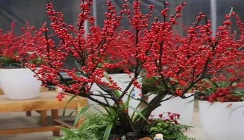 新年买什么花好寓意好（送花寄托心意）