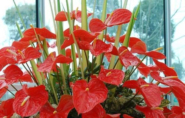 新年买什么花好寓意好（送花寄托心意）