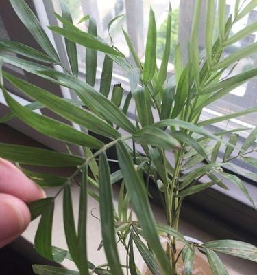 以袖珍椰子的花语——揭开花朵背后的心语（发现椰子花语的奥秘）