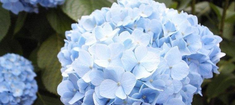 绣球花花语与代表意义（探秘绣球花的奥秘）