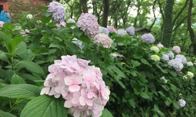 绣球花的花语、寓意与象征（探寻绣球花的神秘符号与美丽内涵）