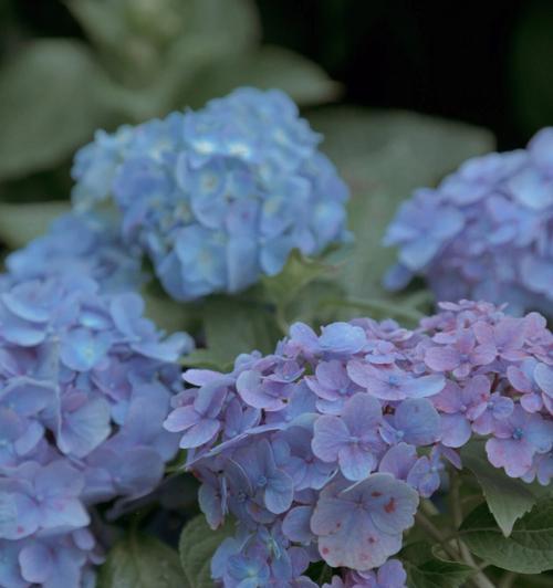 绣球花的花语、寓意与象征（探寻绣球花的神秘符号与美丽内涵）