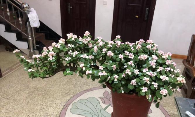 以雅乐之舞——探寻多肉植物的花语之美（多肉植物的花语解读及欣赏）