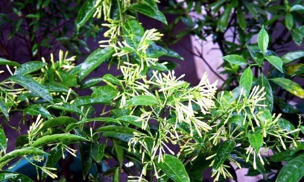 以夜来香的花语与传说（夜来香）