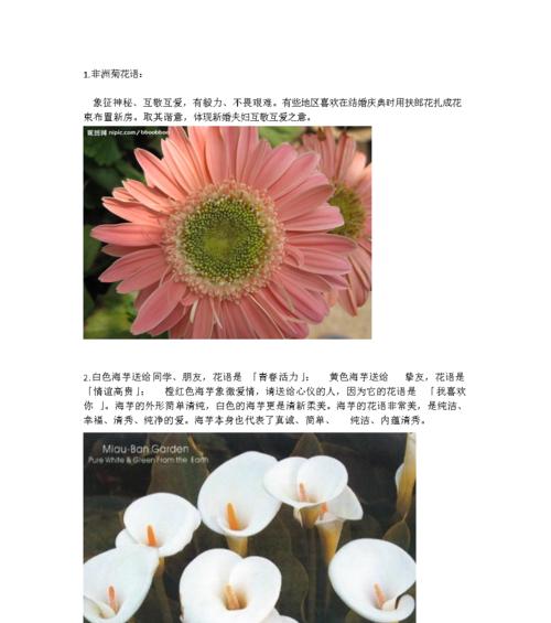 银杏花的花语及含义（揭开银杏花的心灵密码）