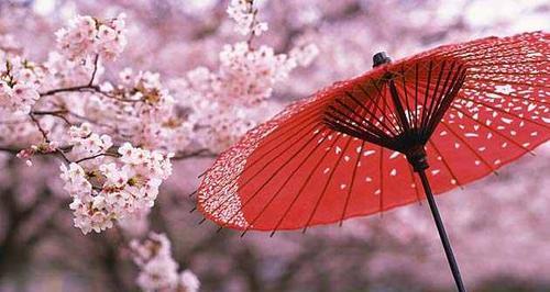 樱花之美（探寻樱花的花语和传说）