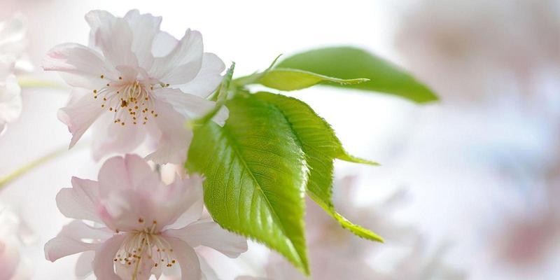 樱桃花的寓意与象征（揭秘樱桃花的美丽含义）