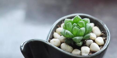 以玉露开花，揭示着生命的奇迹（玉露开花的奇观及其象征意义）