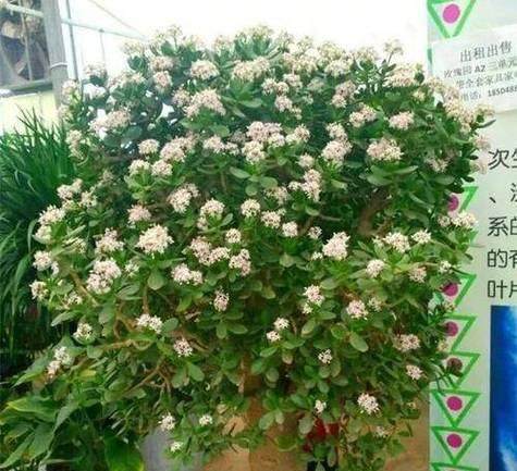 玉树开花的含义及象征（探寻玉树开花预示的吉祥意义）