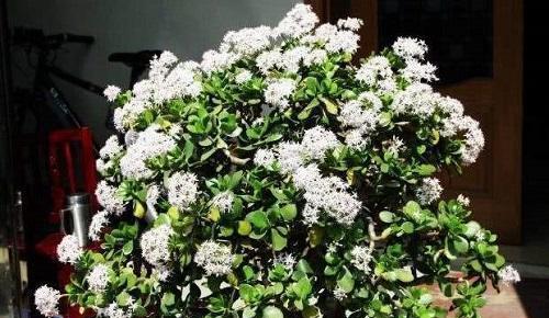玉树开花的含义及象征（探寻玉树开花预示的吉祥意义）